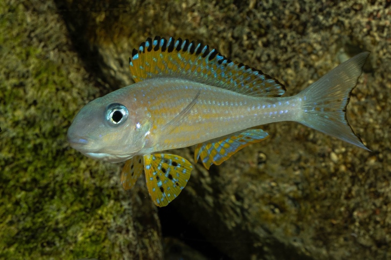 Xenotilapia papilio 'Kanoni'